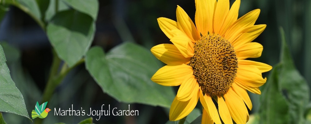 Beautiful yellow sunflower facing the sunlight.